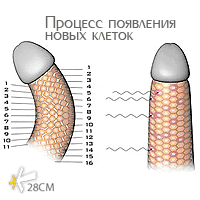 Процесс увеличения полового члена